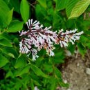 향수(온산) 이미지