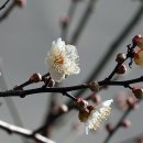 3월 중순부터 봄꽃이 개화하고 금년 여름이 상당히 길어진다고... 이미지