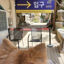 포천 애견동반여행 가볼만한곳 추천, 허브아일랜드