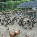 유황오리 이미지