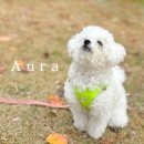 향림도시농업체험원 관리소 | 서울 은평 향림도시농업체험원 강아지 산책스냅 촬영 AURA 후기