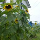 우포가시연꽃마을 이미지