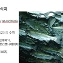 124 왕연어 Salmon, Chinook 이미지