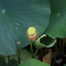 효소명가 이미지