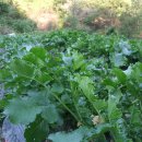 유 농원 이미지