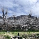 학장천 | 부산 숨은 벚꽃명소 사상 학장천 주차 가는방법