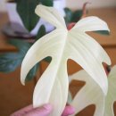 플로리다 농장 이미지