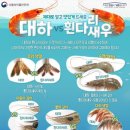 태양유통 | 가을엔 새우 아니겠 🦐 ?!! ; 구리농수산물시장 야간방문 후기(feat. 태양수산 / 대하구별법) / 내돈내산