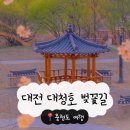 6675 | 대청호 벚꽃길 2026 충청도 벚꽃명소 드라이브