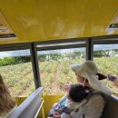 인애약국 | [오키나와] 7개월 아기랑 여행 4일차