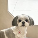 코코몽드 이미지