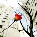 장미빛인생 이미지