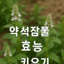 수페르바