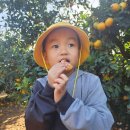 감당농장 | 제주 은하네 감귤체험농장 아이랑 후기 (체험, 감귤 따기, 가족 나들이)