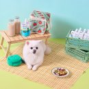 펫라이프 이미지