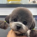 크리스타일 이미지