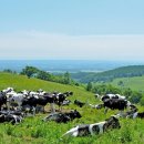 시골축산 이미지