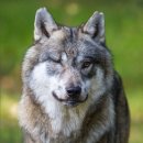 SP-6A21 | Wolf OfficialTech 0W-30 API SP 최저가 - 울프오일(벨기에)