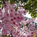 Blossom for you 이미지