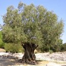 올리브나무 이미지