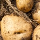 자양벚꽃100리길 이미지