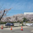 SK에너지(주) | 아이들이랑 다녀온 인천 SK석유화학 벚꽃동산, 올해 마지막 벚꽃놀이🌸