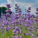 거창-거창-6 이미지