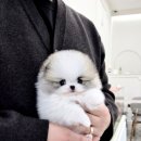 천안강아지분양 우리집퍼피 천안아산본점 (하이도그) | 천안강아지분양 어디서 해야 할까? 분양사기 경험 후, 더 신중하게 선택한 우리집퍼피