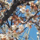 원고개시장 이미지