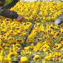 백양산 양묘장 이미지