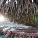 미시령황태연가 이미지