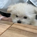 크리스탈미용실 네이버블로그