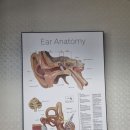 벨톤보청기 성남분당지사 이미지