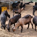 녹동농장 이미지