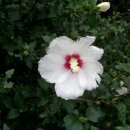 오늘 2월 22일의 꽃말은 -- 무궁화( Rose of sharon ) -- 입니다 이미지