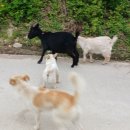 하연민박 이미지