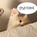 디프미 | [컬러렌즈] 오로라렌즈 아이디프 미유 쿤 그레이 착용 후기