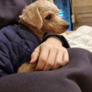 해피펫클럽 이미지