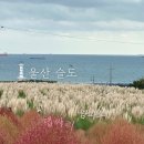 팜파스 | [울산] 슬도 댑싸리&amp;팜파스 후기