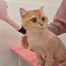 송미용실 - 나주시 나주로 142-29 | [경북/안동]미용 내내 "으르렁~" 하찮은 분노를 보여준 브리티쉬 '송밤이' 미용 후기😾 (반전 결말 주의)