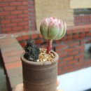 블루아라 이미지