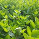 곤양축구장 이미지