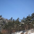 대관령사슴목장 이미지