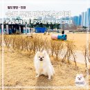 송도 달빛공원 달빛풋살장 | 인천 송도 무료 반려견 놀이터 | 달빛축제공원 도그파크 후기