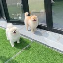 마미펫 | 뭉이 조이 호텔링 후기 화명동 애견호텔 마미펫하우스