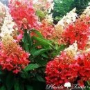 우리화원 이미지