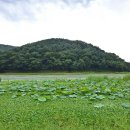 함안 대송리 늪지식물 이미지