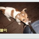 바둑이농장 이미지