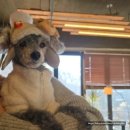 로비펫 | [리뷰:박람회] 2026년 첫 대구펫페어 다녀온 후기(feat.2026년 대구 첫눈)