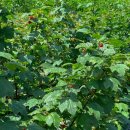 서하농장 | 울산 아이랑 미니농원에서 산딸기체험 농장체험 아쉬운점과 준비물